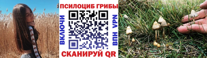 Галлюциногенные грибы Psilocybe что такое Алдан